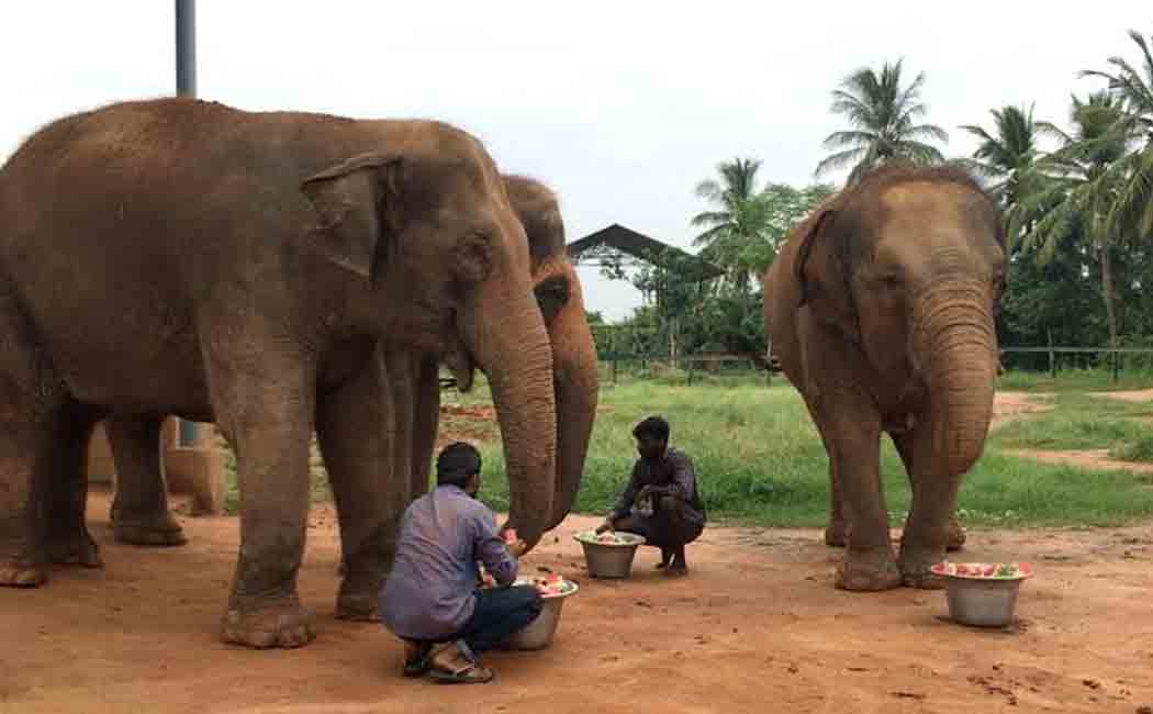 Pongal celebrated by elephants!