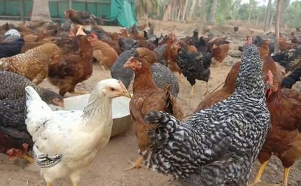 Dead country chickens with blood in their mouths! Police who came and visited