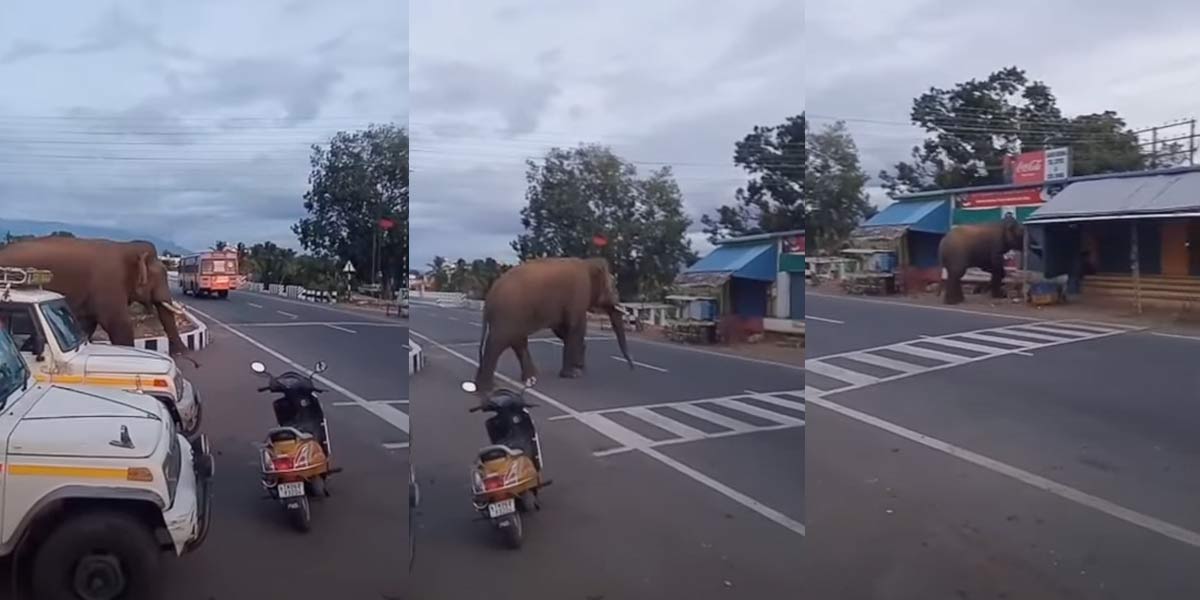 A wild elephant casually crossing the road; People frozen in fear