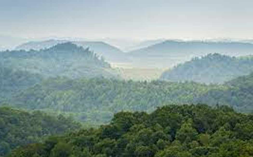 Deer issue forest officers fined
