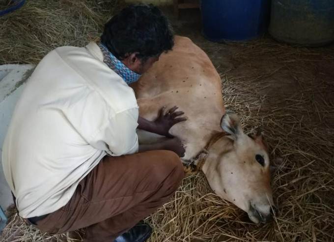 Tiruppattur incident - Cattle