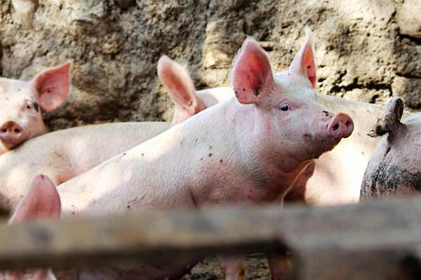 Actor who incident a pig and ate raw vegetables
