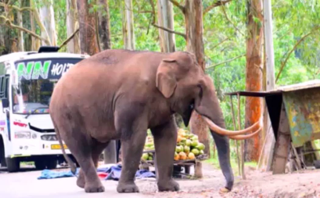 elephant destroying roadside shops video geos viral