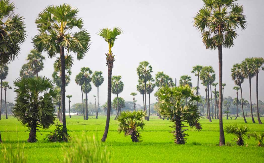 The CM congratulates the progress of the Palm Tree Workers Welfare Board
