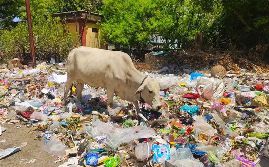Increasing polythene debris ... endangered species!