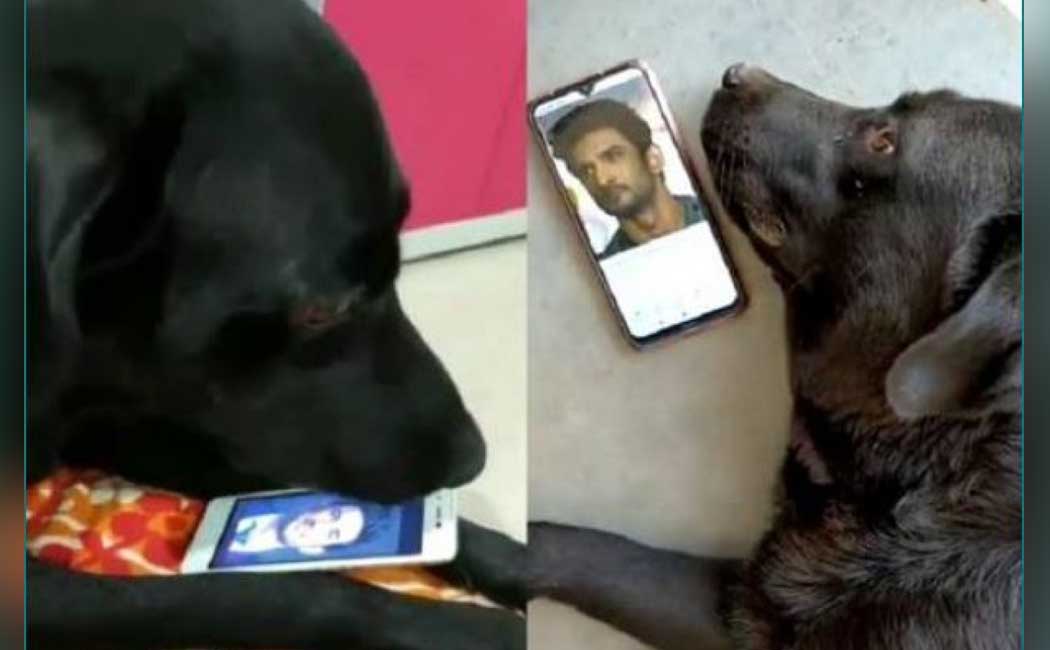 sushant dog