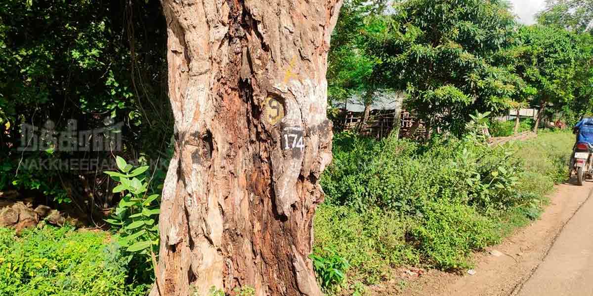 mettupatti number 9 tamarind tree