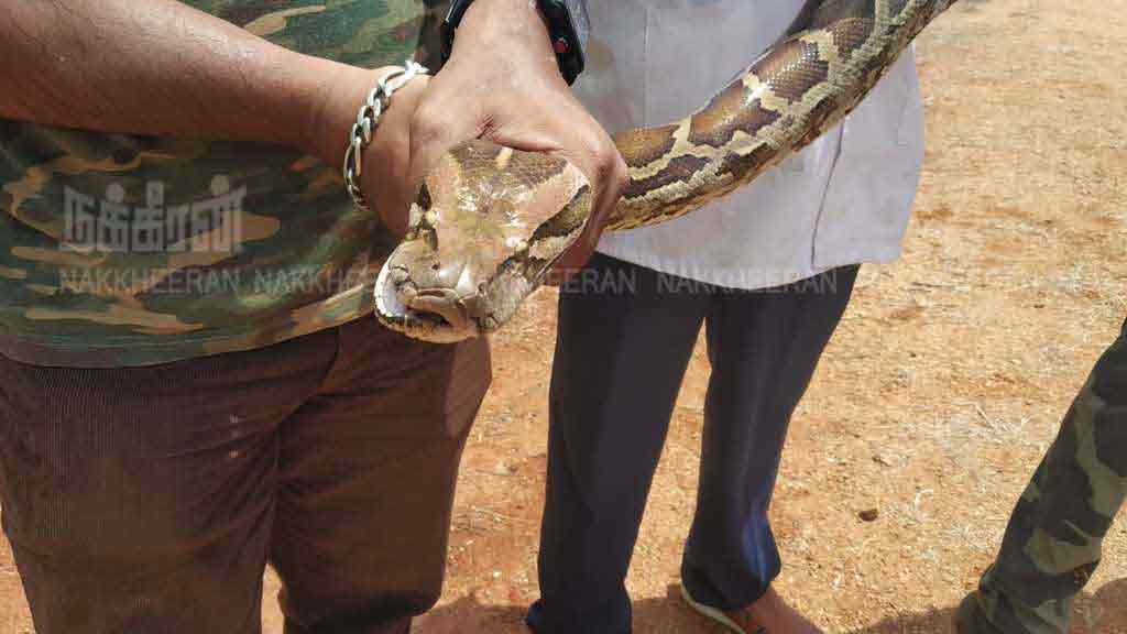 A seven-year-old python caught with 30 eggs in nellai