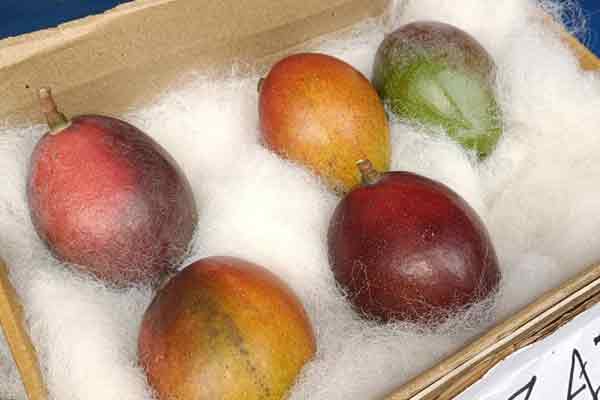 miyazaki mango per kilo 2 lakh 75 thousand rupees