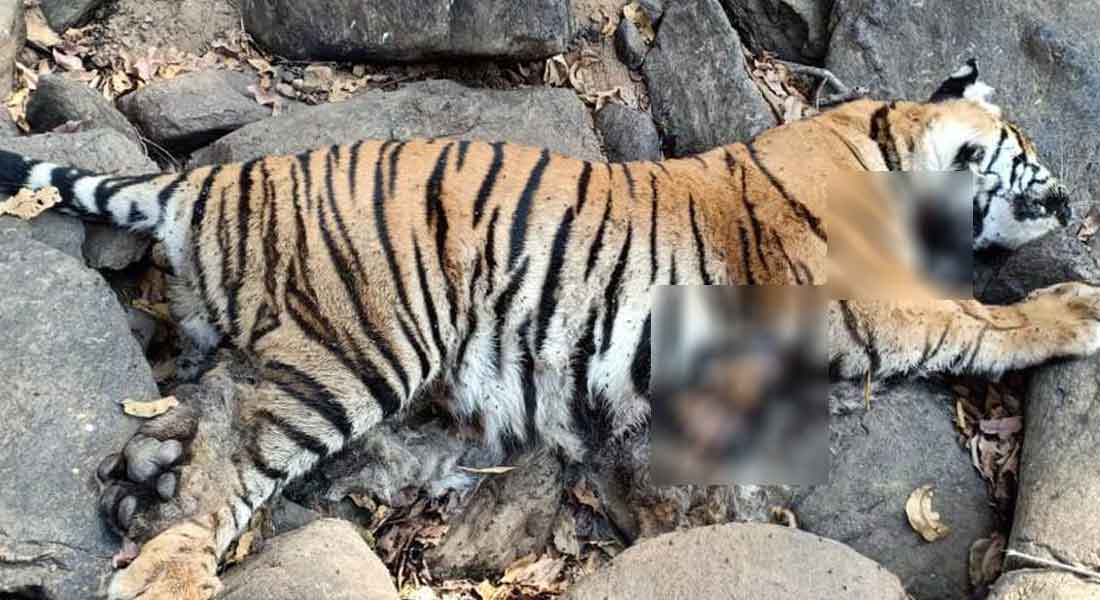 sathyamangalam forest tiger