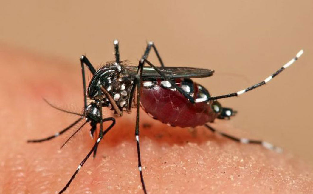 A 4-year-old girl passed away of dengue fever