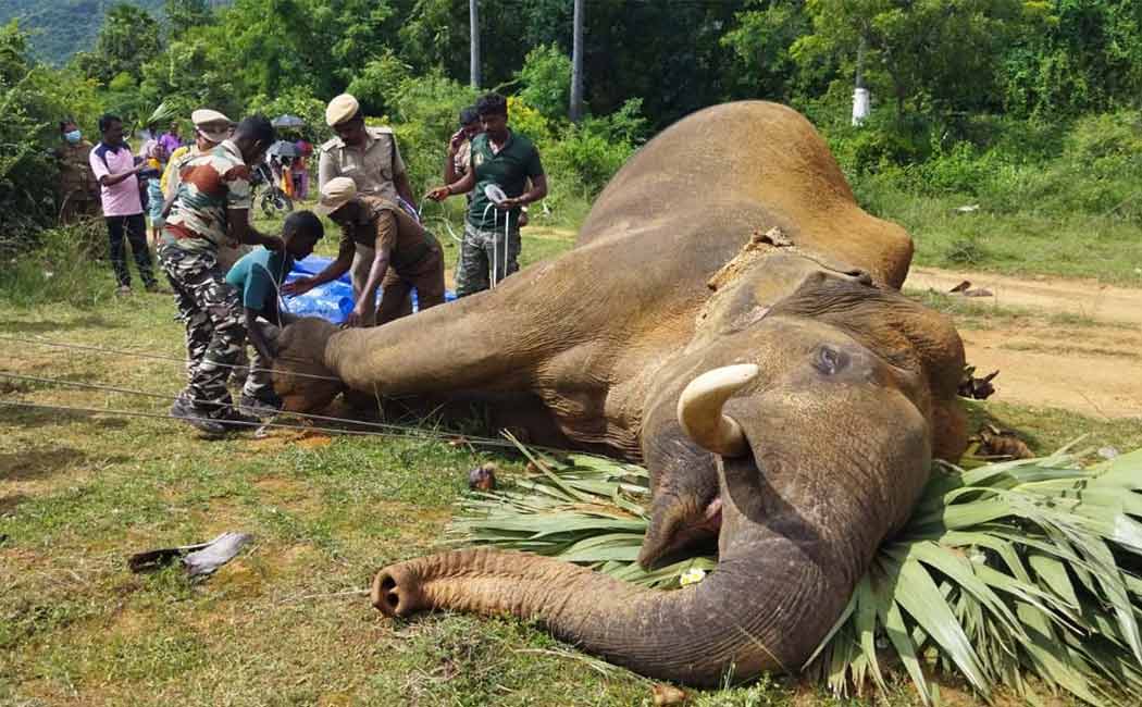 Wild elephant passed away electric shock in paddy field