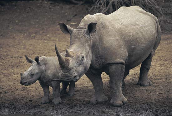 Government burns 2,500 rhino horns in public!