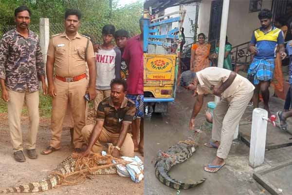 Crocodiles taking refuge in residential areas public fears