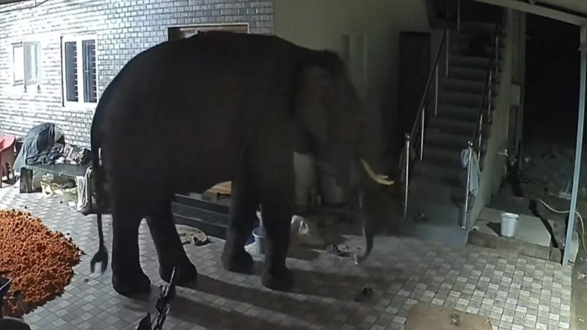 A wild elephant showed fear for its life - a stir in the middle of the night