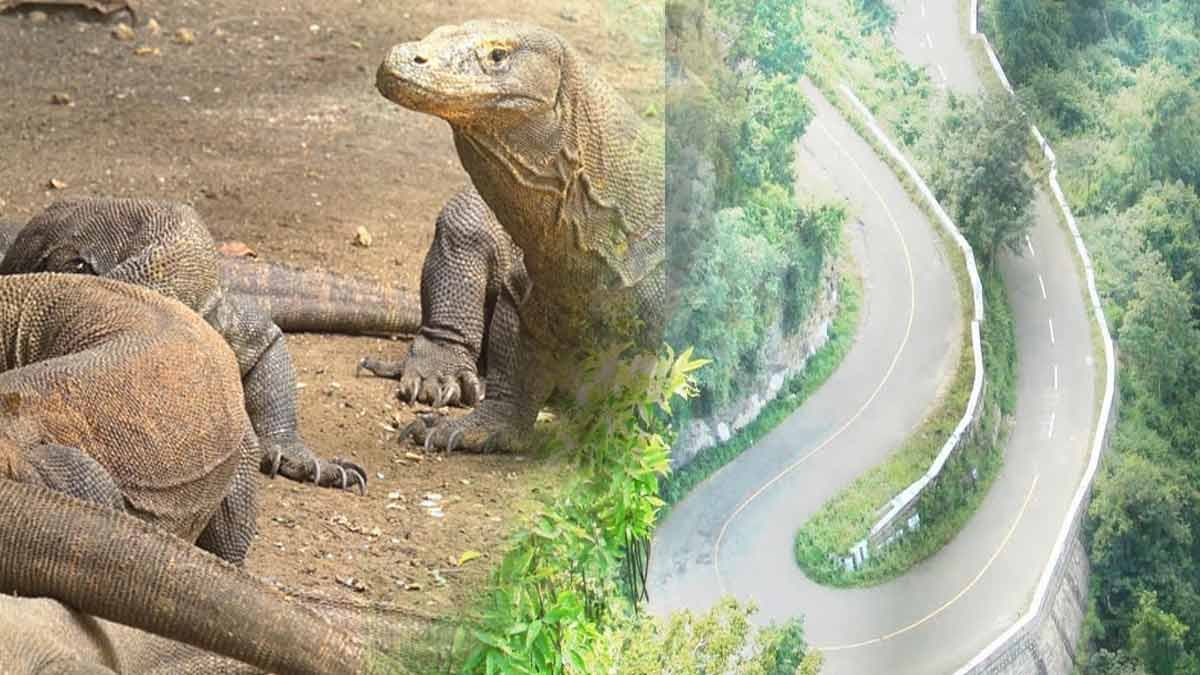 Aggressive fighting iguanas