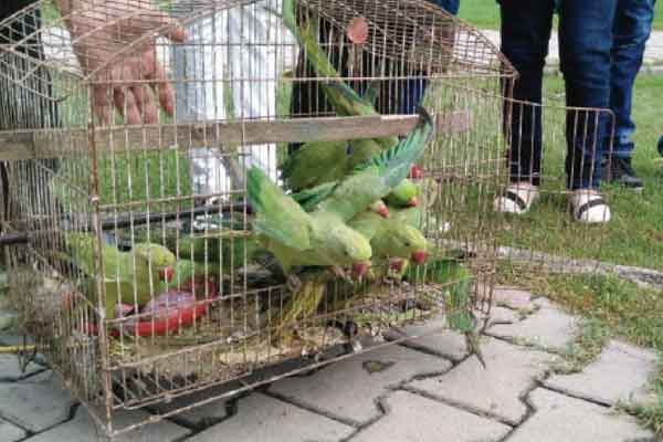 police arrested women for grown parrot at home