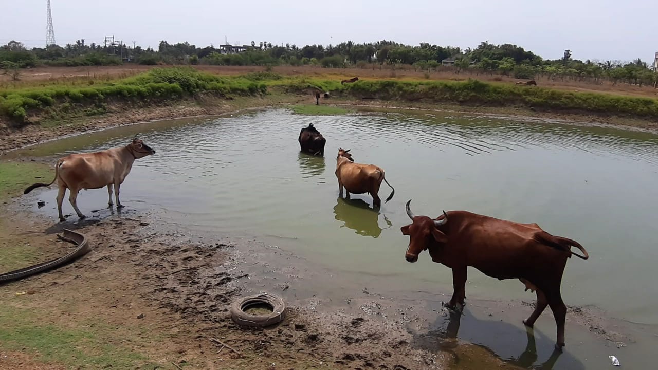 Delta in the clutches of the drought; Cattle without water; Farmers in worry !!