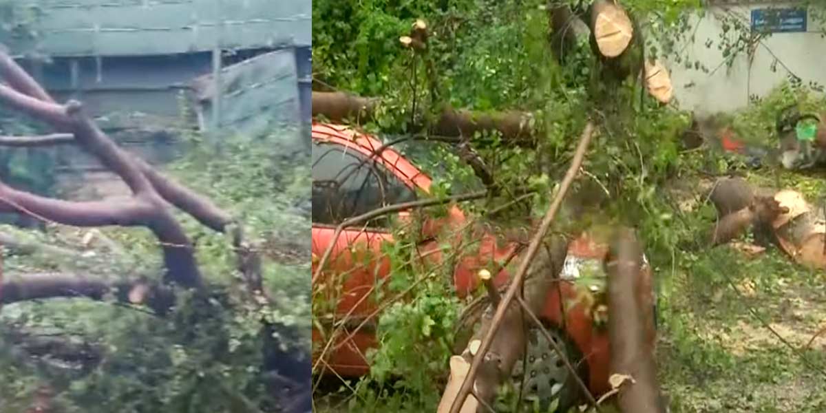 continuous rain; A giant tree suddenly fell