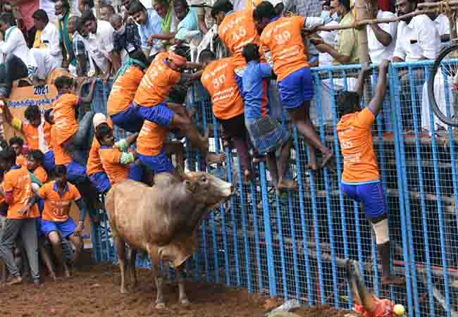 jallikattu avaniyapuram incident peoples