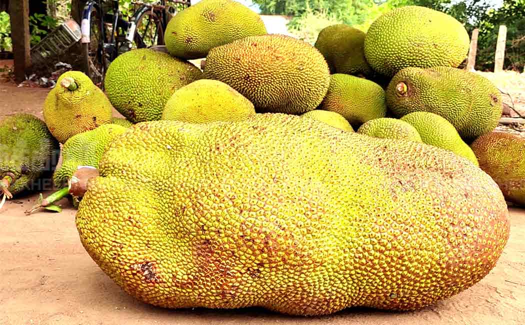big jackfruit that came on sale at the end of the season