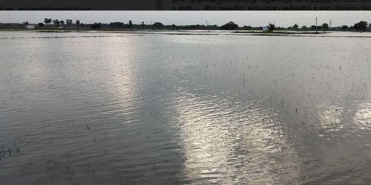 Rotting rice crops; Delta farmers in pain!