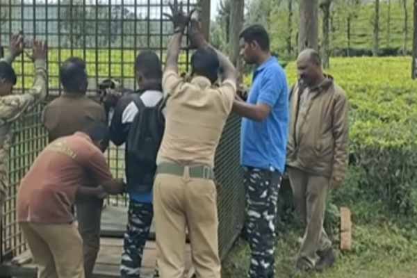 The leopard that threatened the public was caught