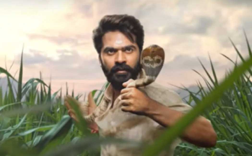 simbu