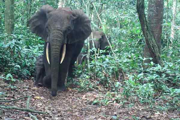 Agricultural college student injured in wild elephant attack