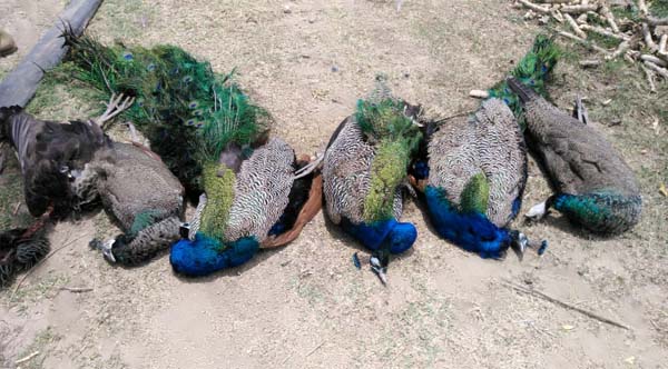 - Mangalur - Farmer