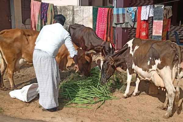 Drumsticks exported abroad are now food for cow