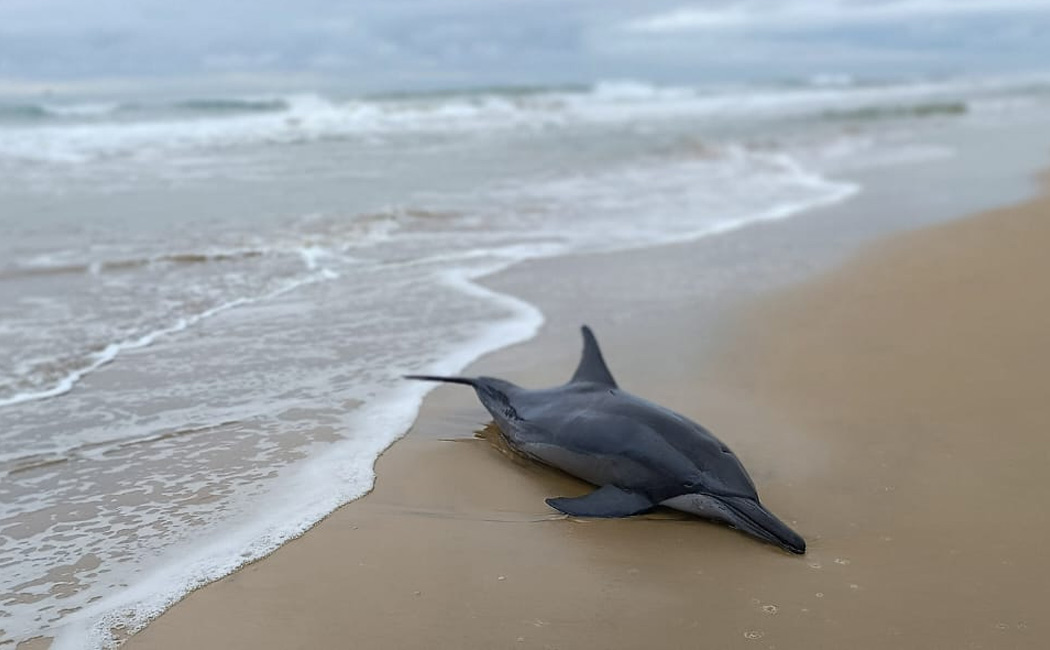 dolphin was found washed up on the beach at Rasa Pettai, Cuddalore