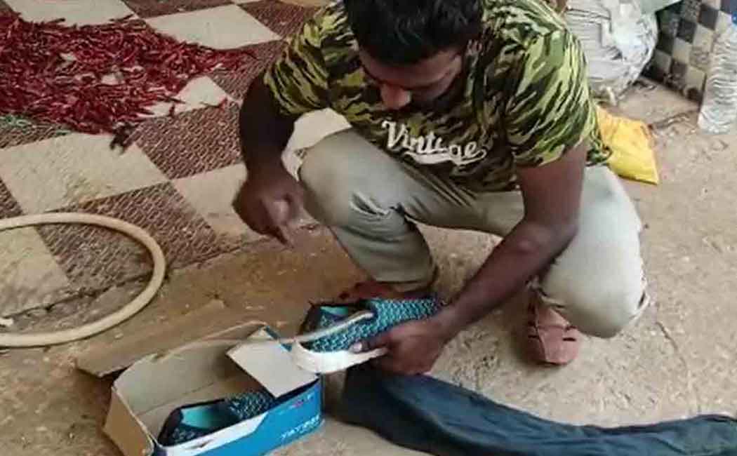 poisonous snake lurking in the child's shoe!