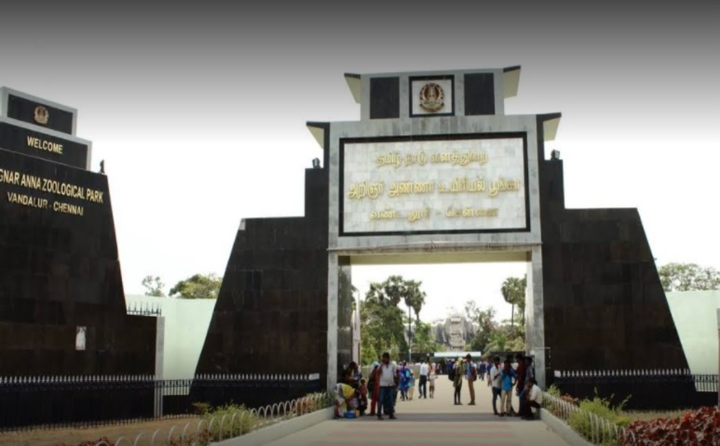 Female lion dies in Vandalur park