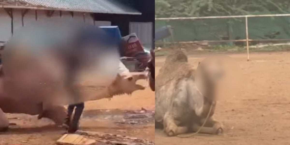 torture of camels; Officials inspect animal farm in Sulur