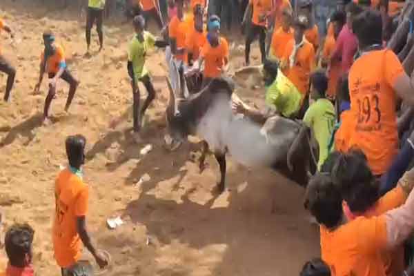 jallikattu held in karur district kulithalai