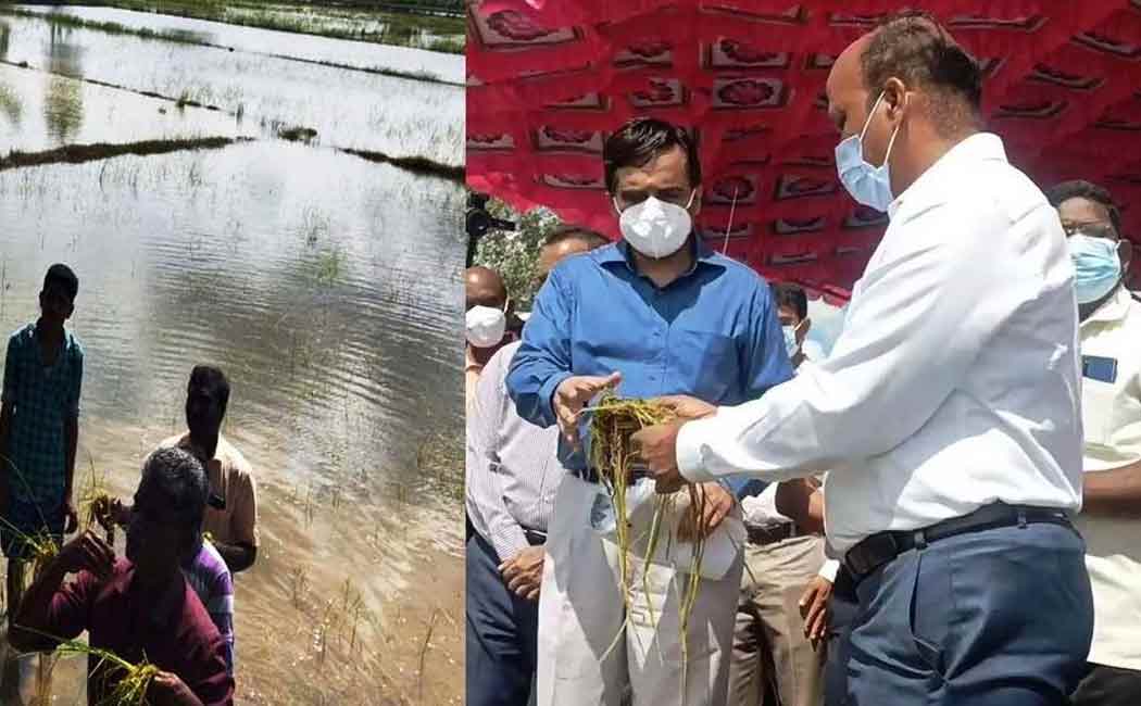 Central team inspects flood-affected paddy crop
