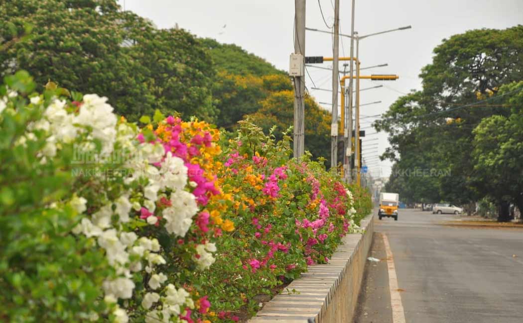 Flowers of Madras Road