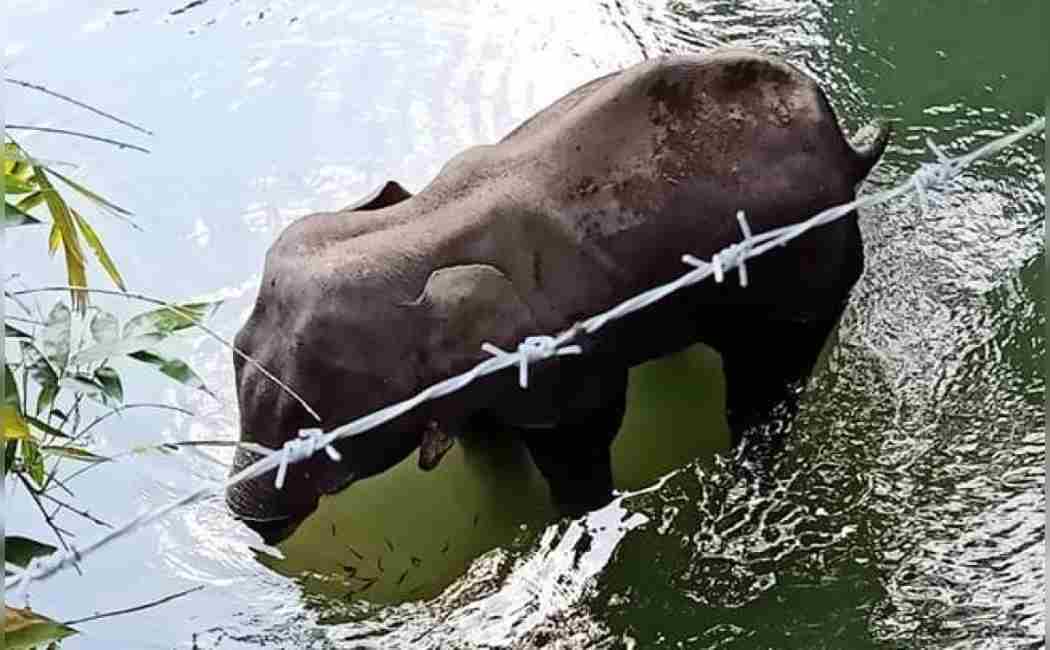 elephant
