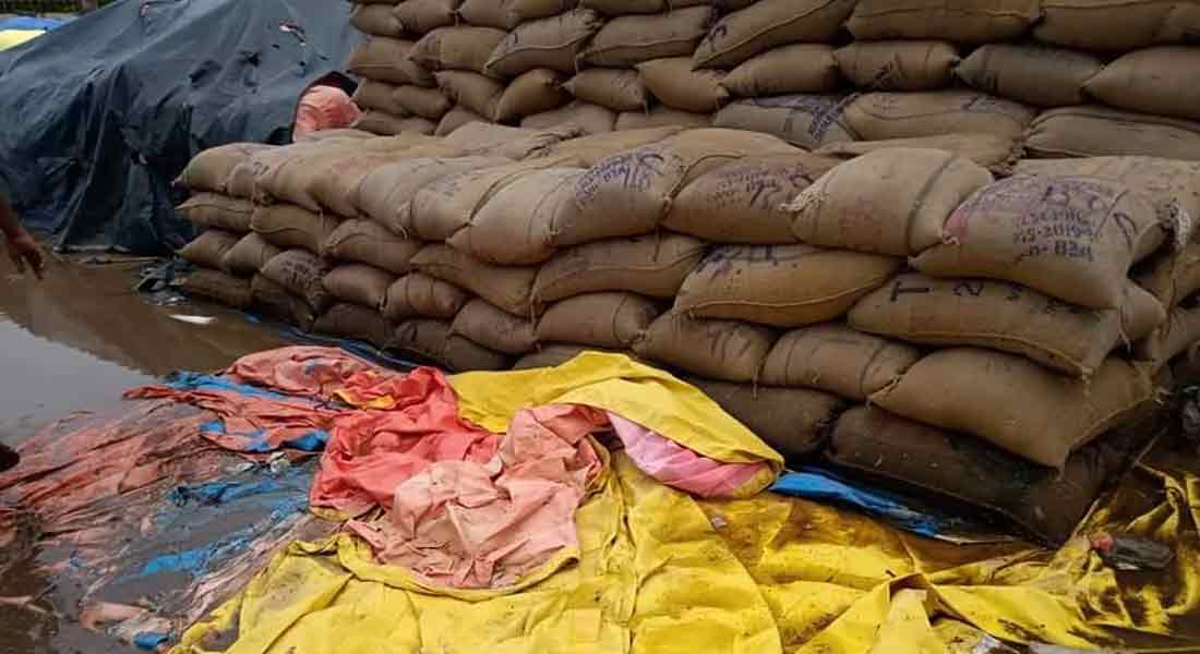 Bundles of paddy dampened by the softness of the purchasing station