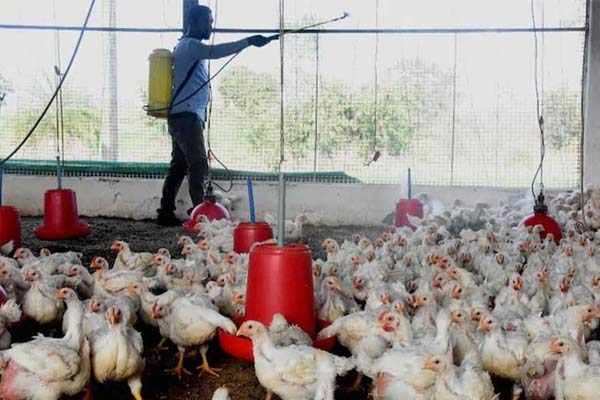 bird flu