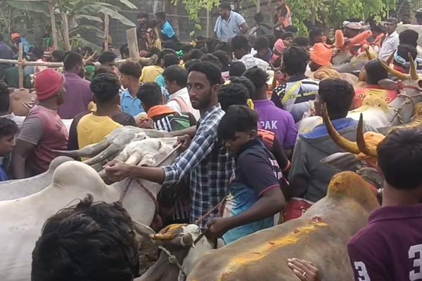 Clashes between two parties at the bull-raising ceremony