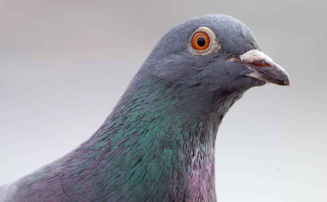 children went down into the well to catch the pigeon