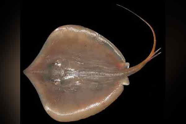 pattern right for thirukkai fish medical assistance molecules annamalai university