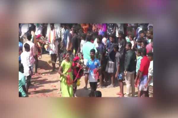 jallikattu oxen are very happy in new year celebration in trichy