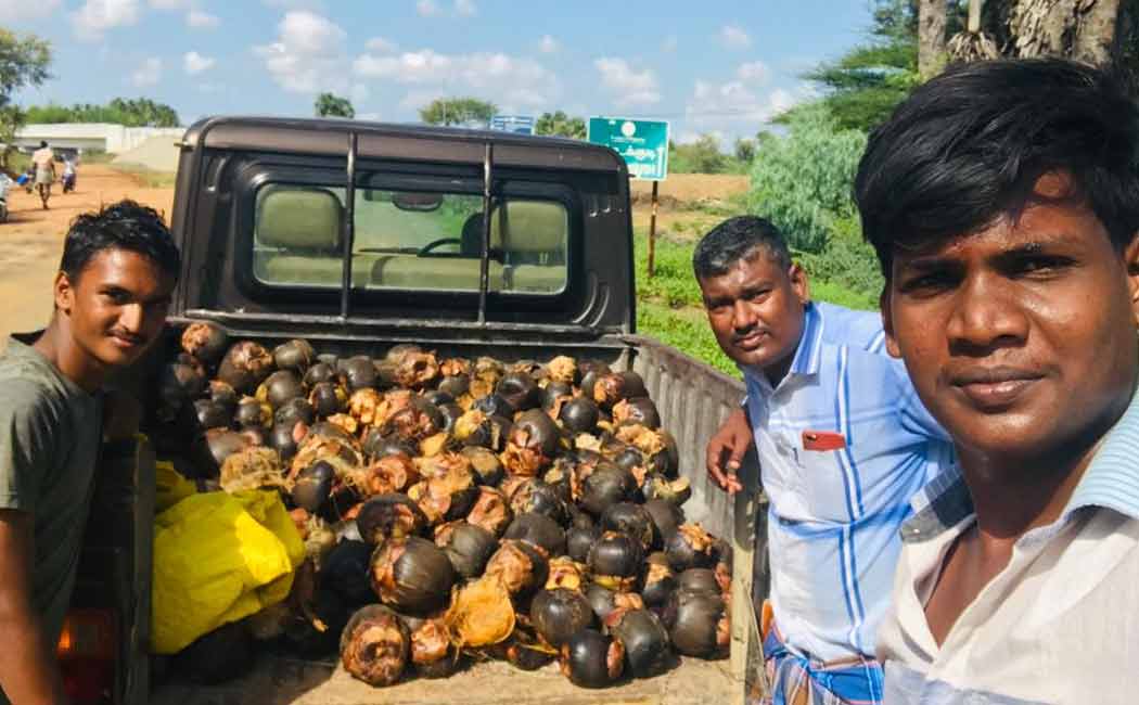 Ariyalur District Volunteers Donate Palm Seeds to Cuddalore District
