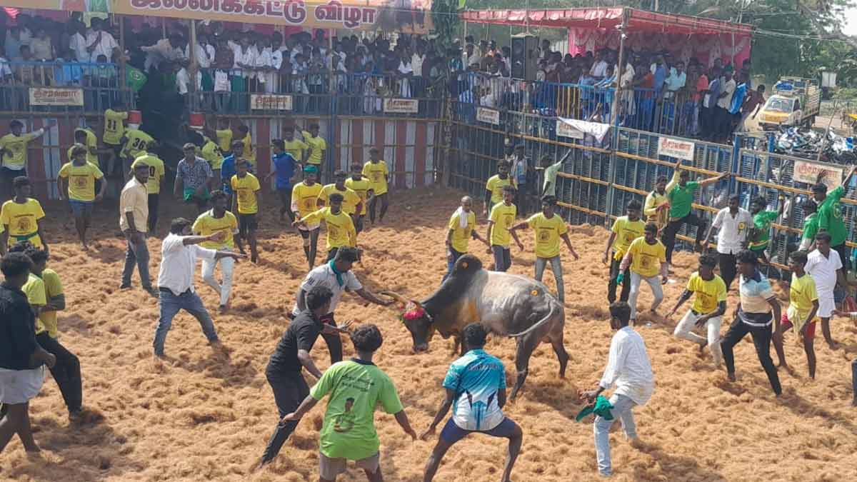 2 bulls lose their live in Jallikattu - Activists in mourning!