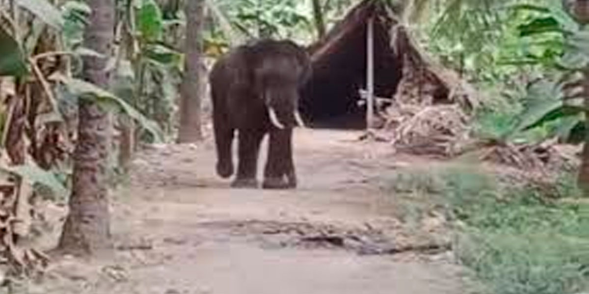 A single elephant entered the town; the forest department fought for 10 hours to chase it away