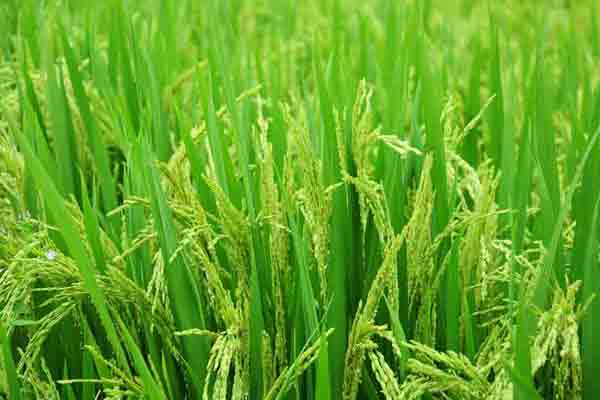 Importance of natural agriculture .. - Request of the Agriculture Division to run a public service