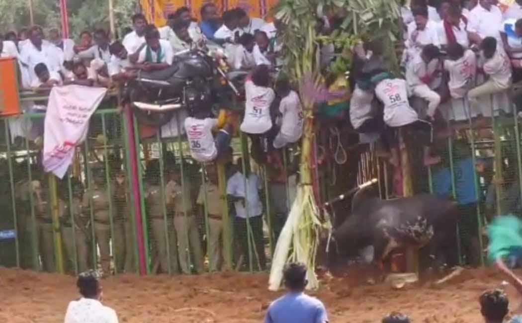 Anuradha si bull won first prize best bull jallikattu competition held Pudukottai.